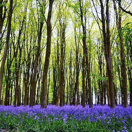 Badbury Hill
