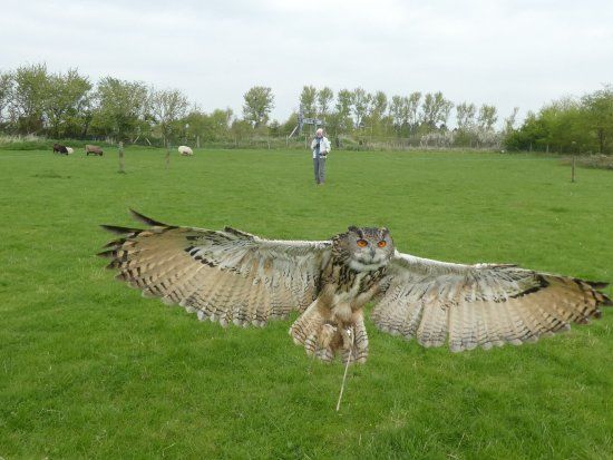 Hawkwalk
