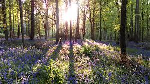 Bagley Wood